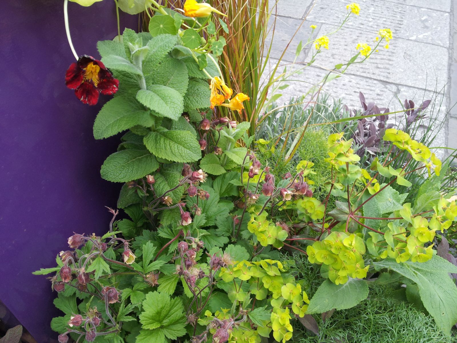 Chelsea Flower Show